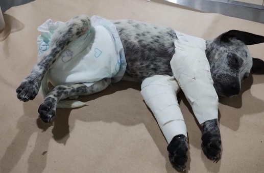 Homem é preso após agredir ex-namorada e quebrar as patas de cachorro em Manaus