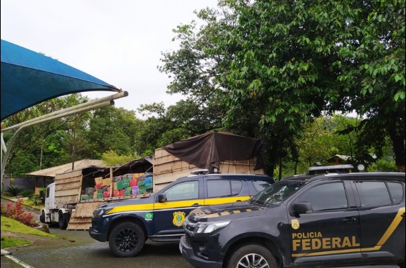 Motorista de caminhão é preso pela PF com mais de 6,5 toneladas de maconha