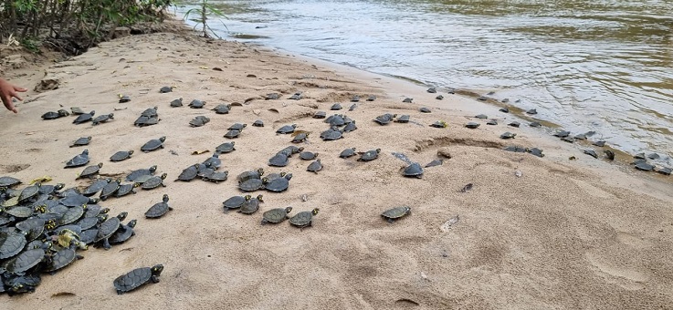 População de quelônios soltos em Reserva aumentou 99%, em 6 anos, no Amazonas