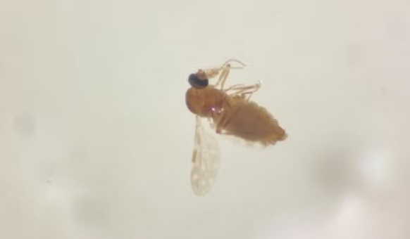 Amazonas tem alta de febre Oropouche em meio a surto de dengue e Covid-19