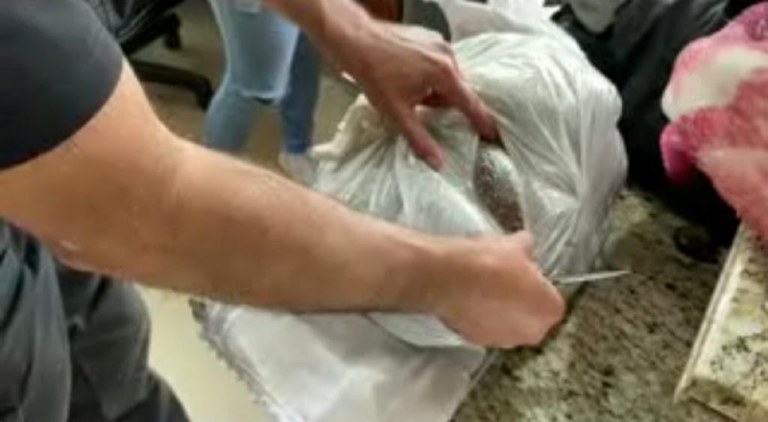 Falsa grávida é flagrada com 6 kg de sementes de maconha em barriga postiça