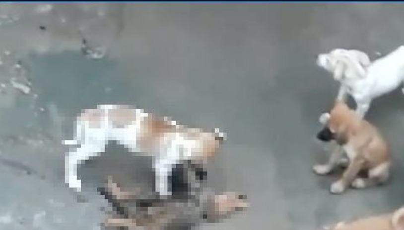 Cães que comiam restos de animais são resgatados em Manaus