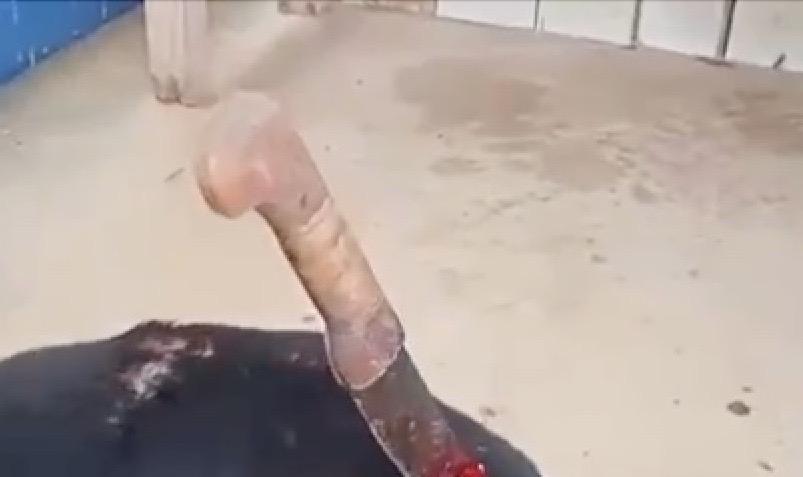 Tutor se irrita com latido de cachorro e enfia terçado em animal em Novo Airão