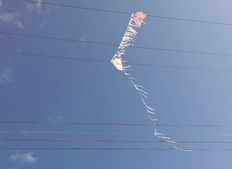 Amazonas Energia alerta para cuidados com papagaios na rede elétrica