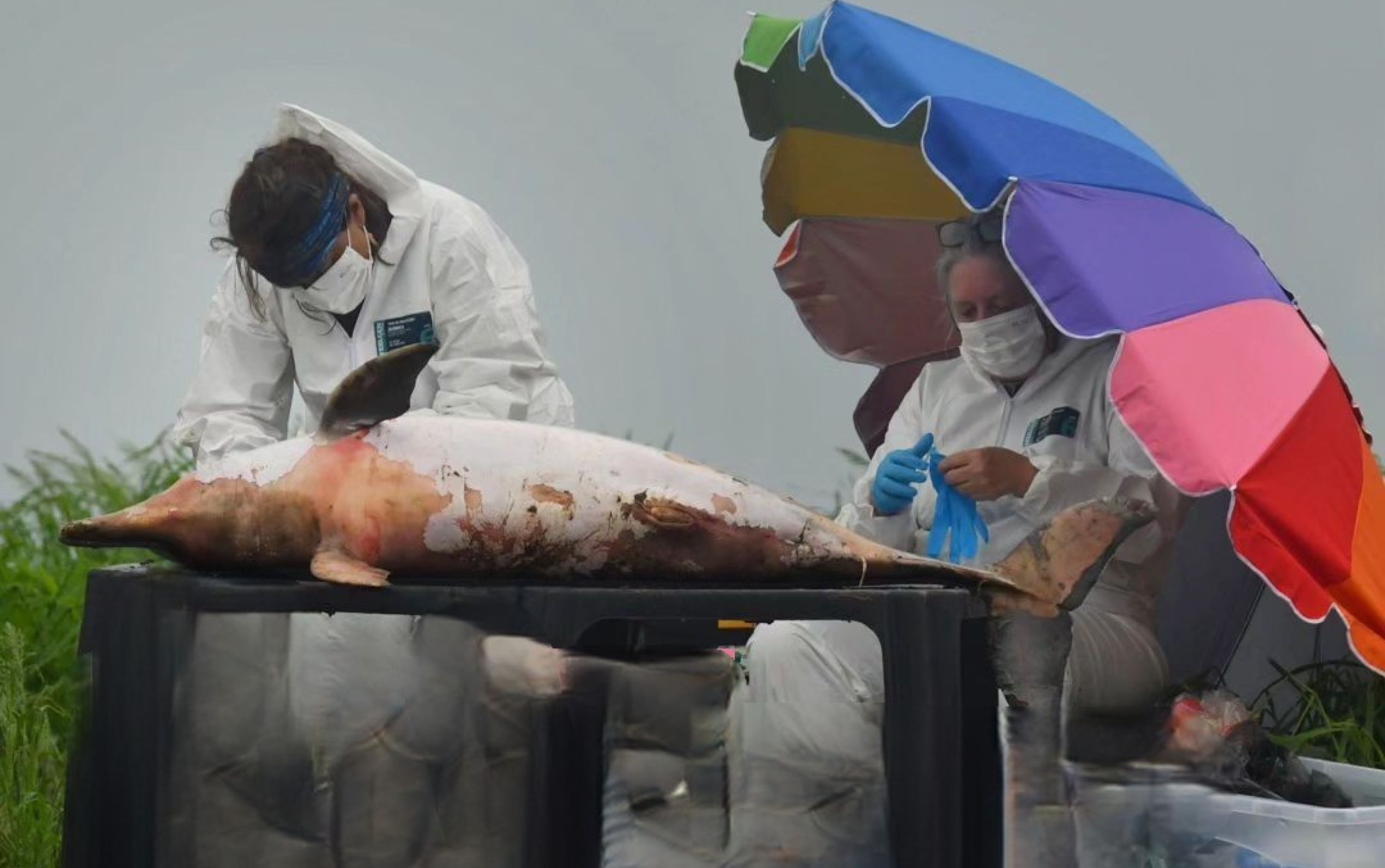 Mais 70 botos são encontrados mortos em meio à seca no Amazonas