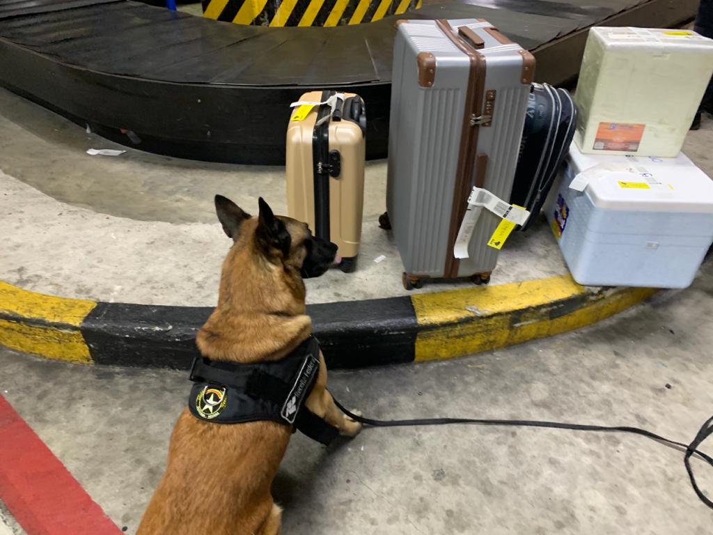 Passageiros são presos com 10 kg de drogas no Aeroporto de Manaus