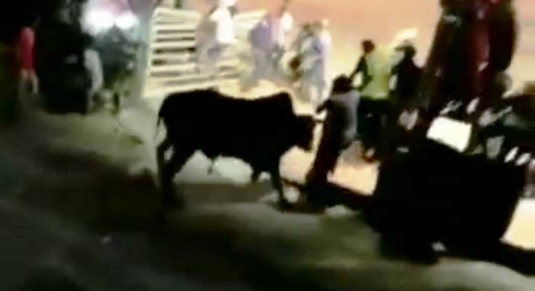 Vídeo: Boi invade arquibancada em rodeio e deixa 16 feridos