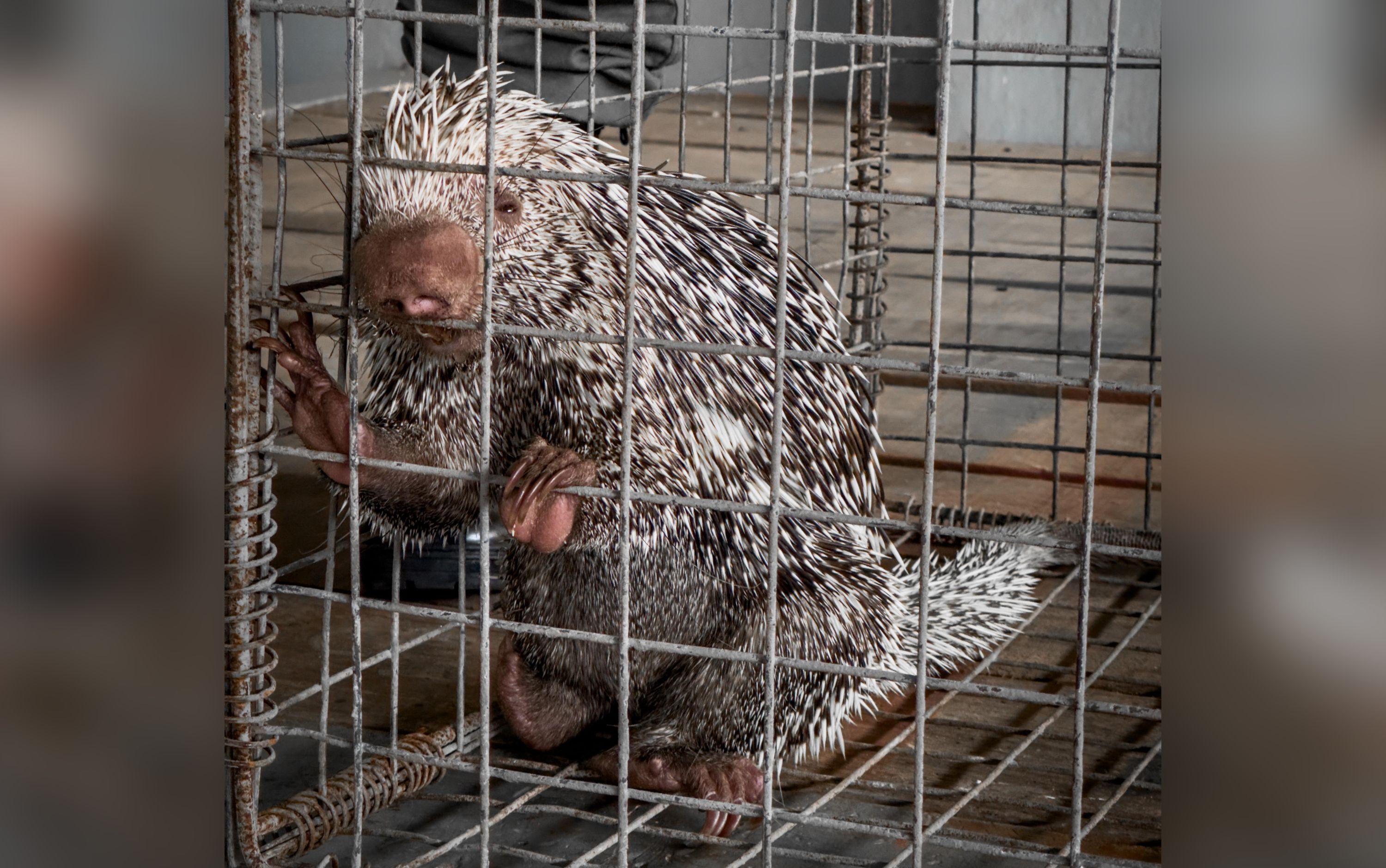 Porco-espinho, preguiça e quelônios são resgatados em operação no Amazonas