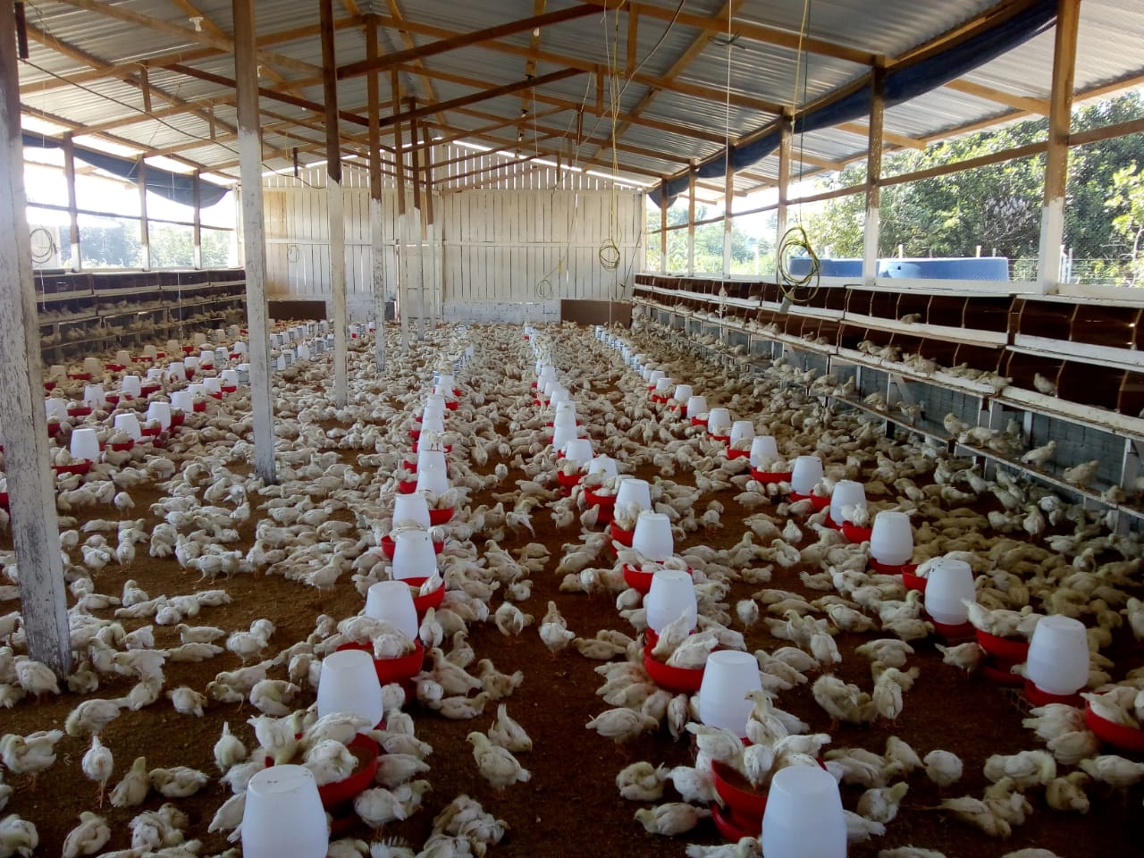 Adaf convoca produtores a fazerem atualização cadastral de animais no Amazonas