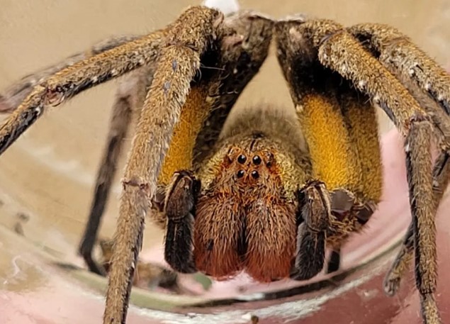 Conheça aranha com veneno que causa ereção e leva à necrose do pênis