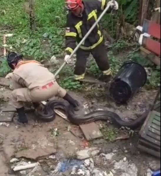 Vídeo: Sucuri gigante é resgatada após atacar animais em casa no Amazonas