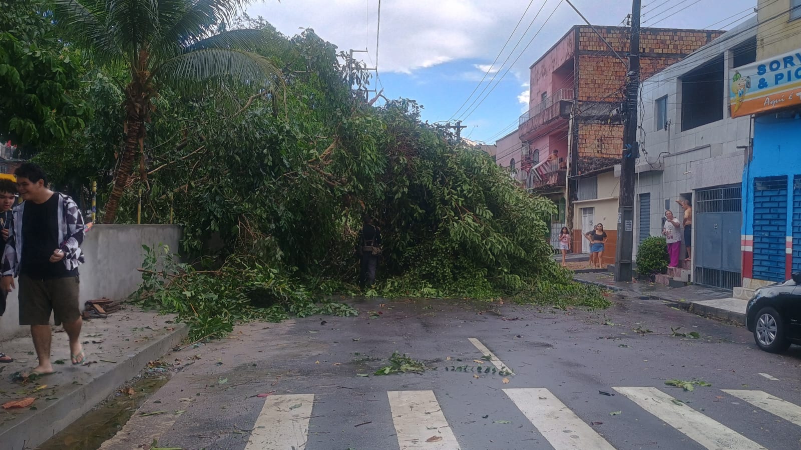 Ventania derruba ao menos 7 árvores no Coroado