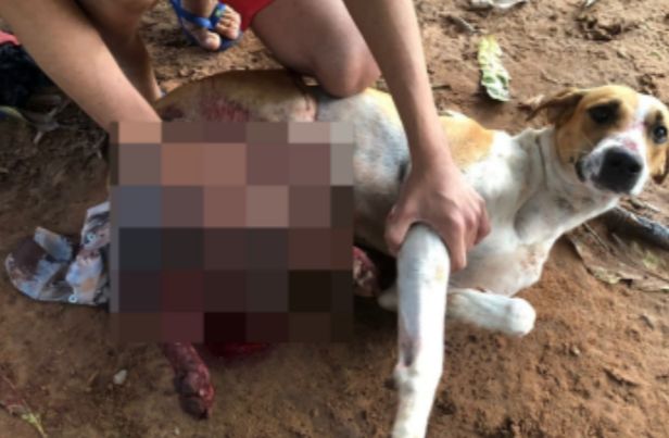 Homem é indiciado por maus-tratos após ferir cachorro que urinou em seu carro