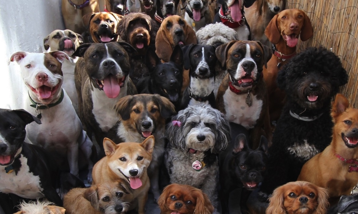 Caminhada em Manaus alerta contra crueldade animal e importância da vacinação