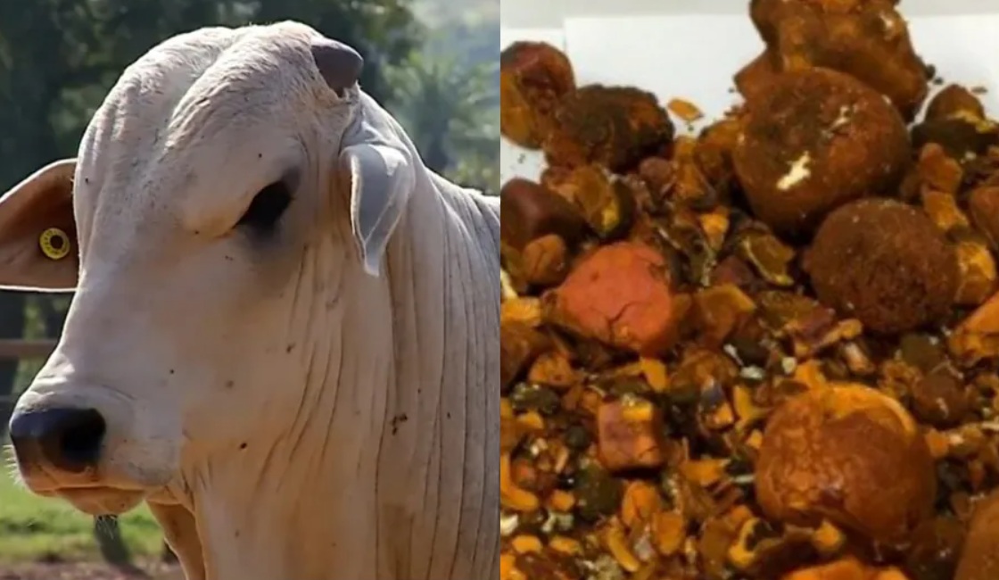 Pedra de boi avaliada em R$ 1 milhão é roubada de frigorífico em Rondônia