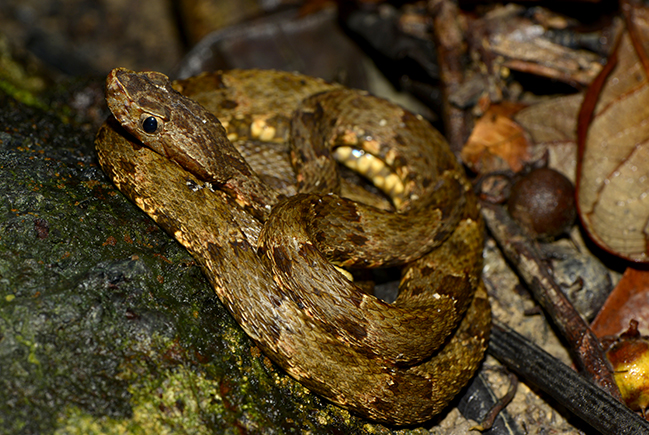 Risco de ataques de cobras peçonhentas aumenta no período chuvoso no Amazonas
