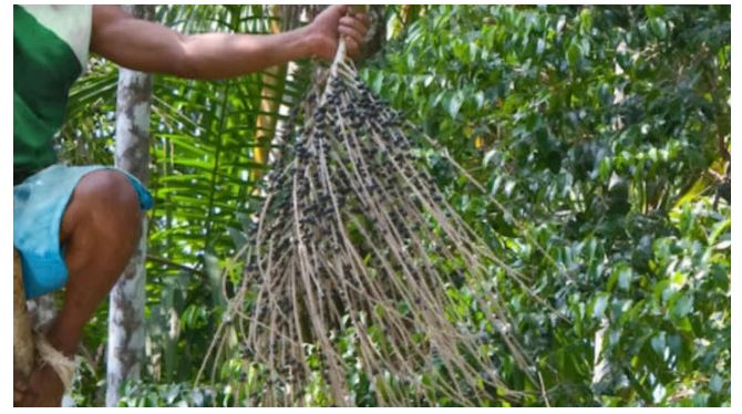 Homem é absolvido pela Justiça por ter furtado cachos de açaí para se alimentar