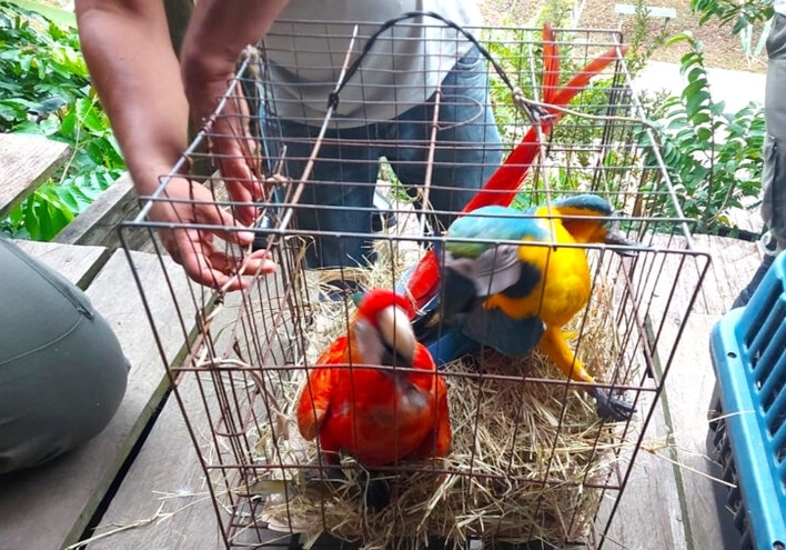 PC prende grupo que explorava animais silvestres para fotos com turistas em Iranduba
