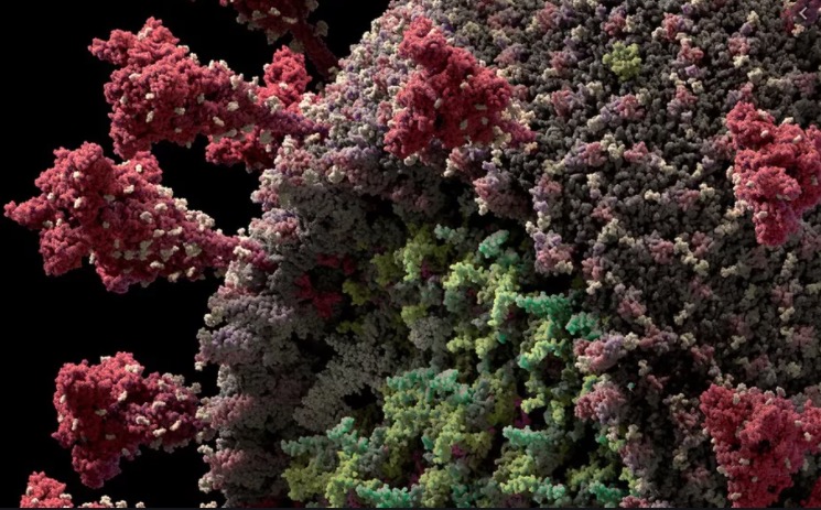 Variante brasileira faz explodir intubações de jovens em São Paulo 