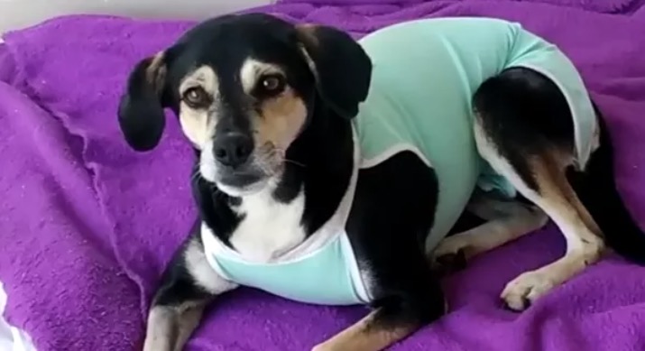 Vídeo mostra homem atirando em cachorro com espingarda