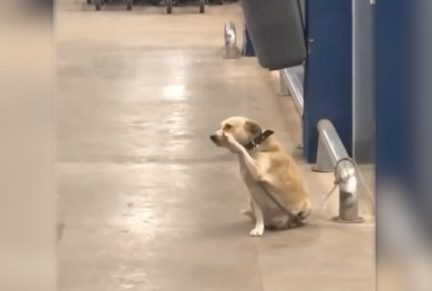 Cachorro viraliza ao ser flagrado cumprimentando pessoas; Veja vídeo