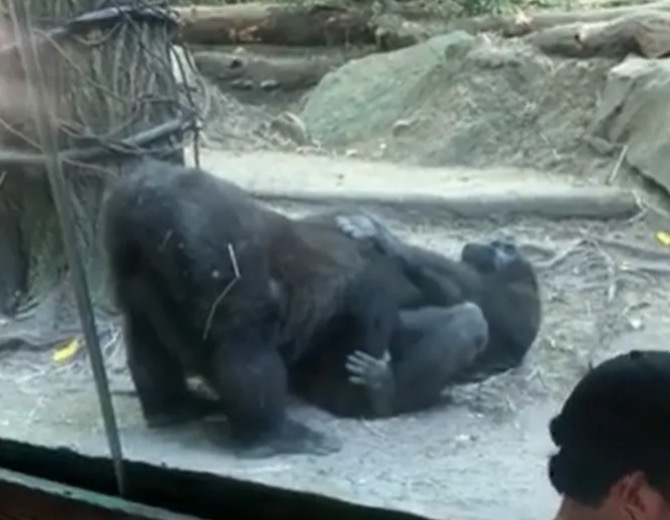 Gorilas fazem sexo oral na frente de visitantes de zoológico; Vídeo viralizou