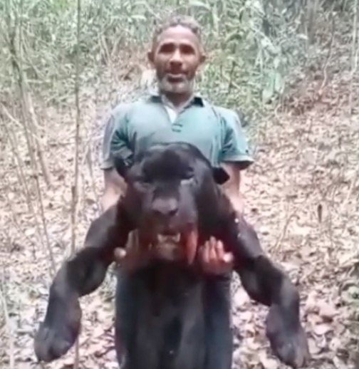 Homem exibe onça-preta morta em vídeo chocante e acaba preso; vídeo