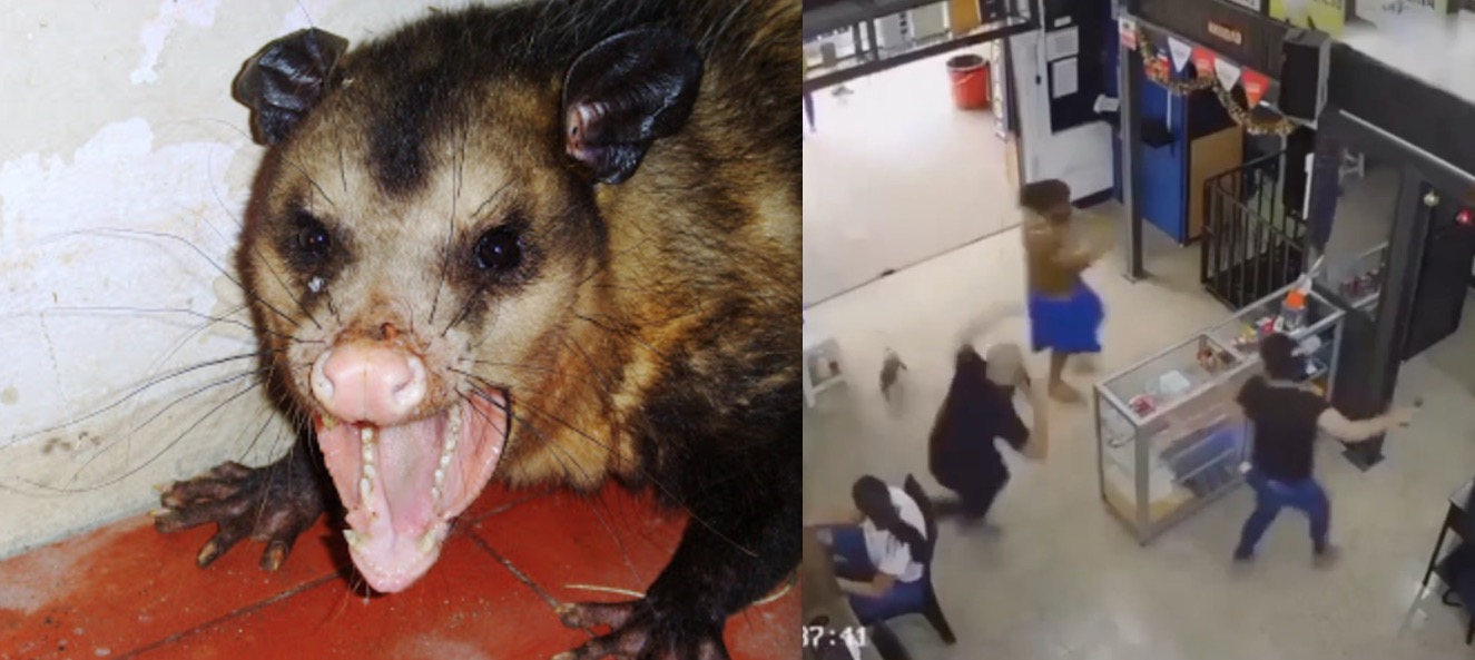 Mucura invade loja e assusta clientes no Centro de Manaus; vídeo