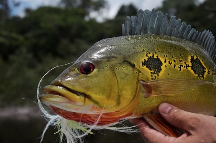 Professores de ciências pesqueiras da Ufam pedem revisão do projeto de pesca de tucunaré no Amazonas
