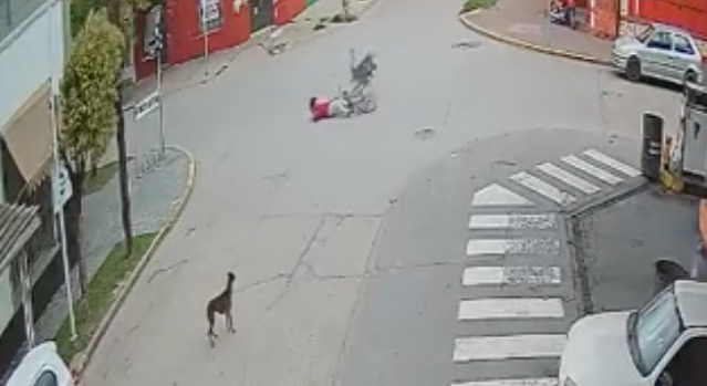 Ciclista é 'atropelado' por avestruz em alta velocidade; Vídeo impressiona