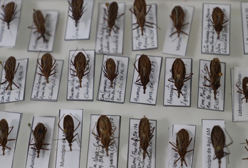 Doença de Chagas: diagnóstico precoce aumenta chances de cura; saiba como se prevenir