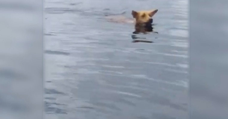 Vídeo: Cachorro é resgatado nadando no meio do Rio Negro, no Amazonas