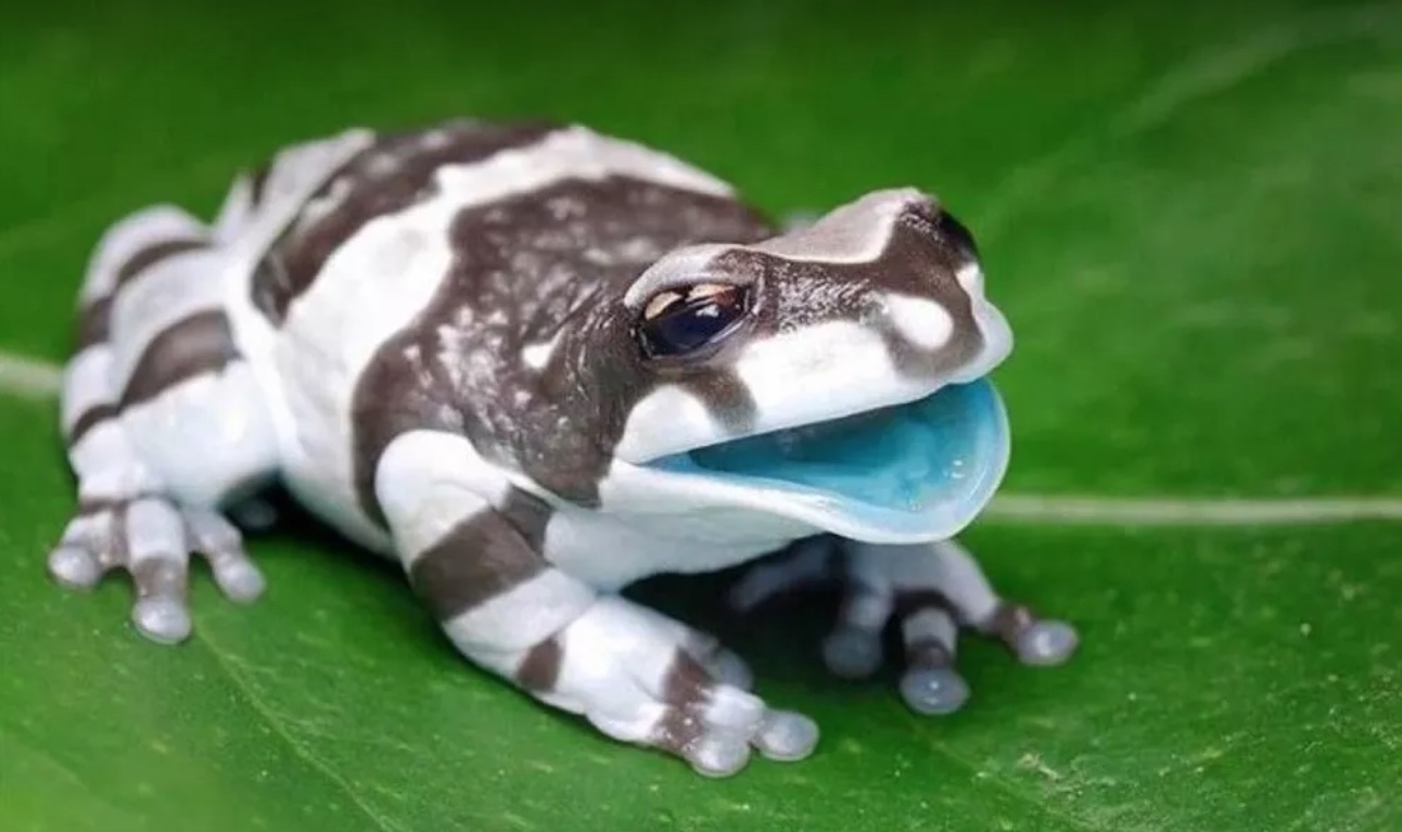 Com boca e ossos azuis, perereca amazônica é vendida como pet no exterior