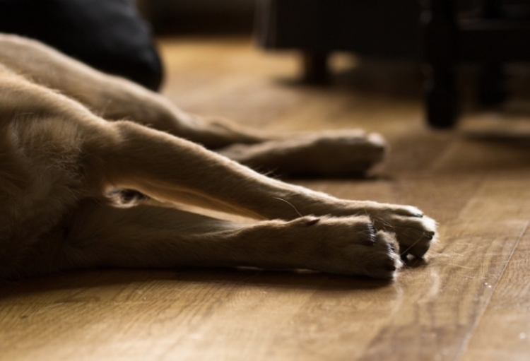 Após morte de cães, Ministério determina recolhimento de petiscos 