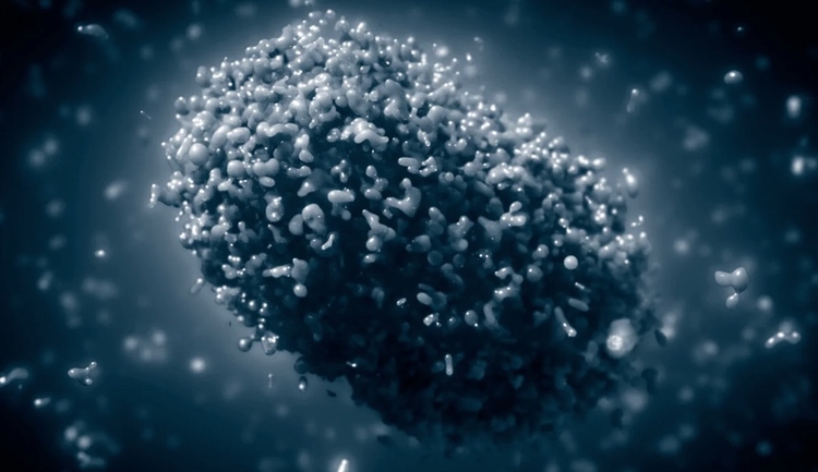 Amazonas chega a 155 casos de varíola dos macacos nesta sexta-feira