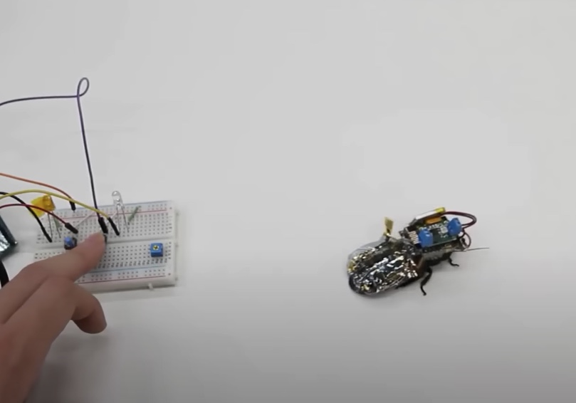 Cientistas criam baratas ciborgues para atuarem em áreas de desastres