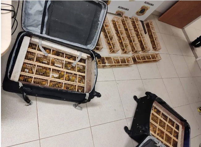 Homem é preso ao tentar embarcar em voo com 235 canários escondidos em malas