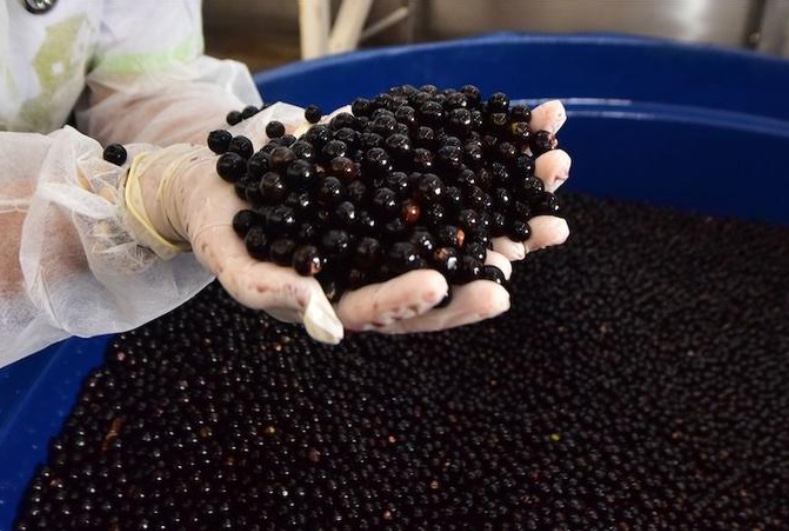 Projeto na Câmara quer evitar que empresas estrangeiras 'roubem' açaí do Brasil