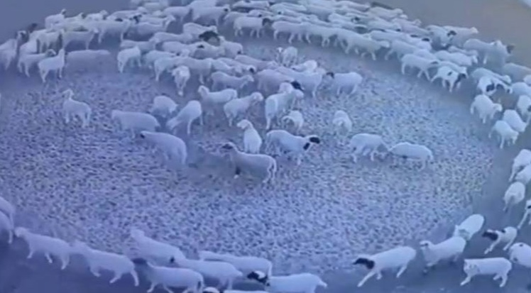 Ovelhas intrigam ao andar em círculos durante 12 dias em fazenda; vídeo impressionante