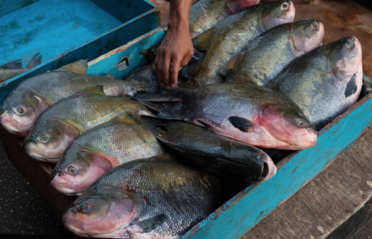 Pesquisas sobre tambaquis produzidas na Nilton Lins serão apresentadas fora do país