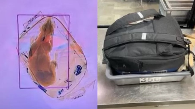 Cachorro é flagrado em mochila de passageira ao passar por raio-x de aeroporto
