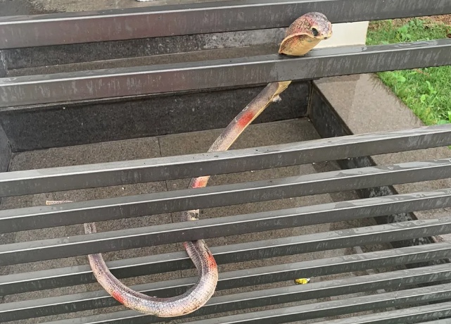 Moradores vivem pânico com cobra Naja no portão de casa e resgate tem final inusitado