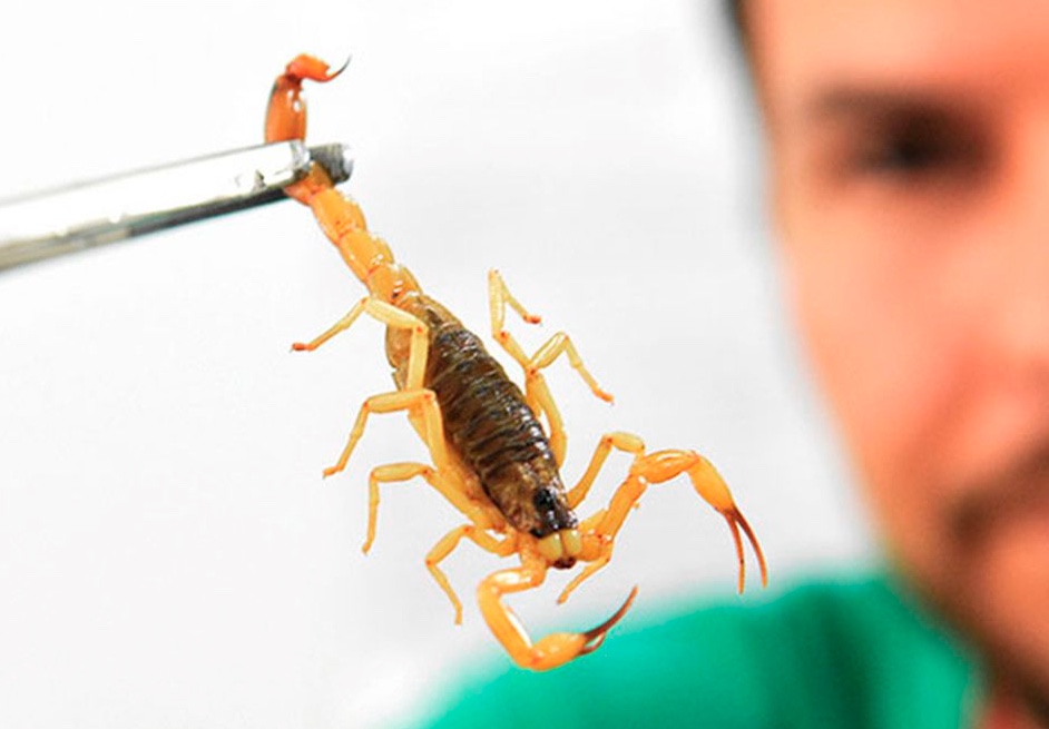 Com risco de desabastecimento, hospitais estão economizando soros antiveneno e antirrábico no Amazonas