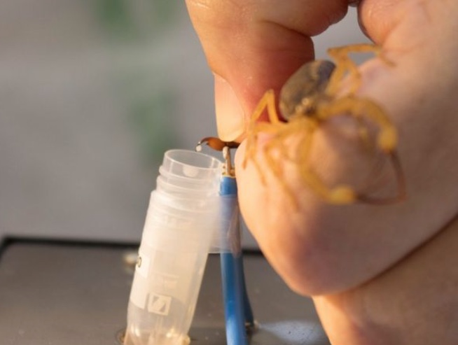 Após alerta a hospitais, FVS diz que Amazonas tem soro suficiente para acidentes com animais peçonhentos 