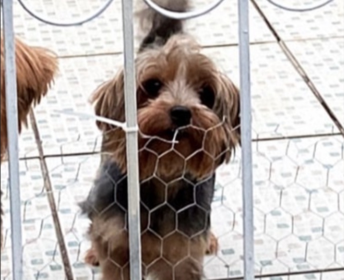 Família procura por cadela que estava em tratamento e desapareceu no Conjunto Ajuricaba, em Manaus