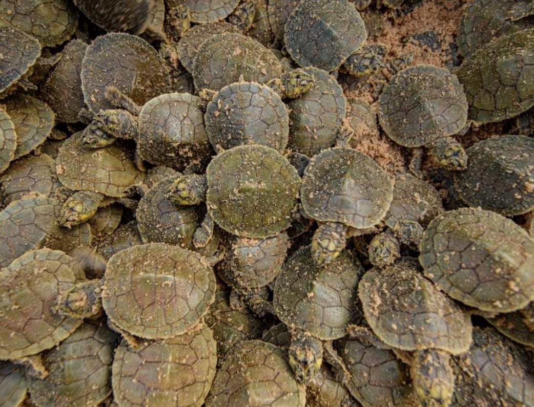 Cientistas da WCS documentam maior nascimento de filhotes de tartarugas-da-amazônia do mundo
