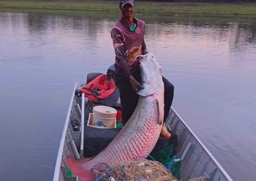 Peixe da Amazônia, Pirarucu 'viaja' e é encontrado por pescador em São Paulo