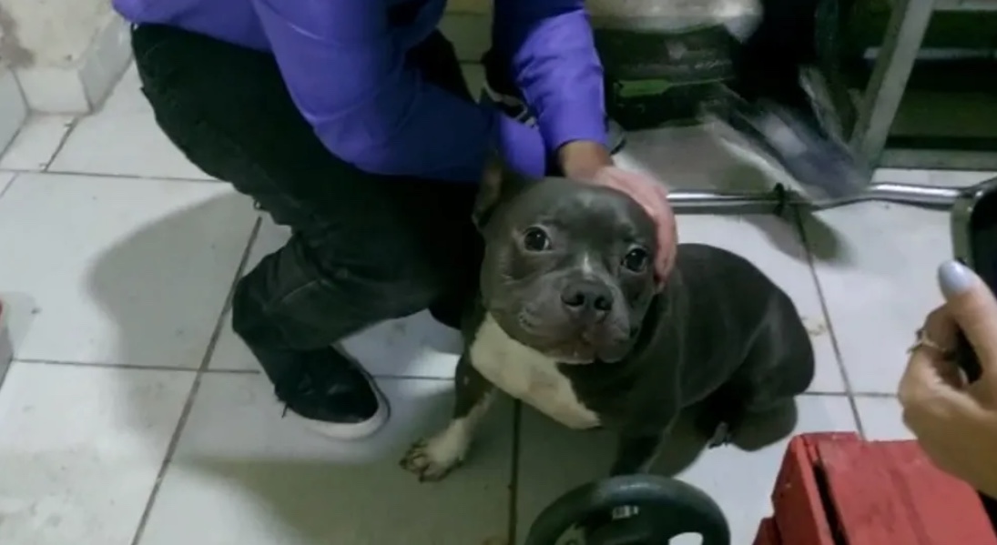 Homem é preso suspeito de forçar ex-namoradas a fazer sexo com cachorro