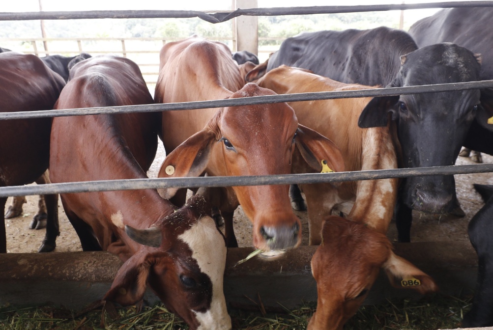 Vacinação contra febre aftosa encerra neste domingo em 41 municípios do Amazonas