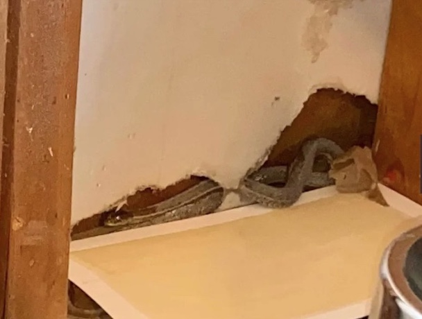 Mulher compra casa dos sonhos e encontra imóvel infestado de cobras gigantes